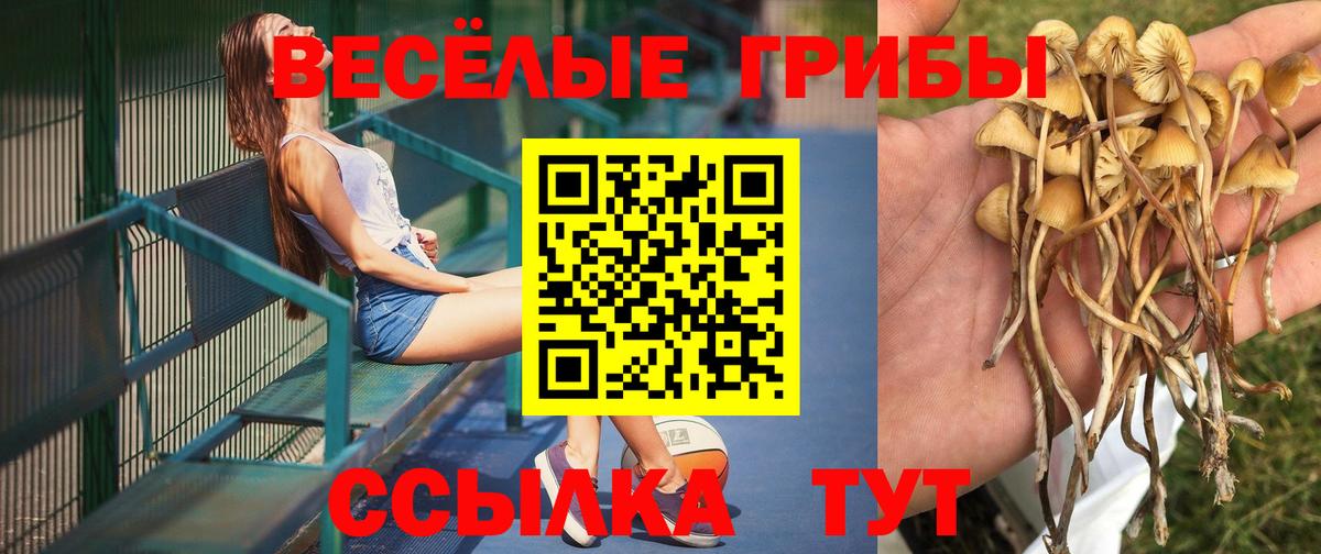 Павлово  Псилоцибиновые грибы Cubensis  Вход с VPN 